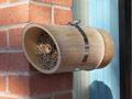 Bamboo: Timber - Yellow