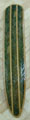 Bamboo Veneer