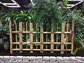 Yellow-Green Bamboo